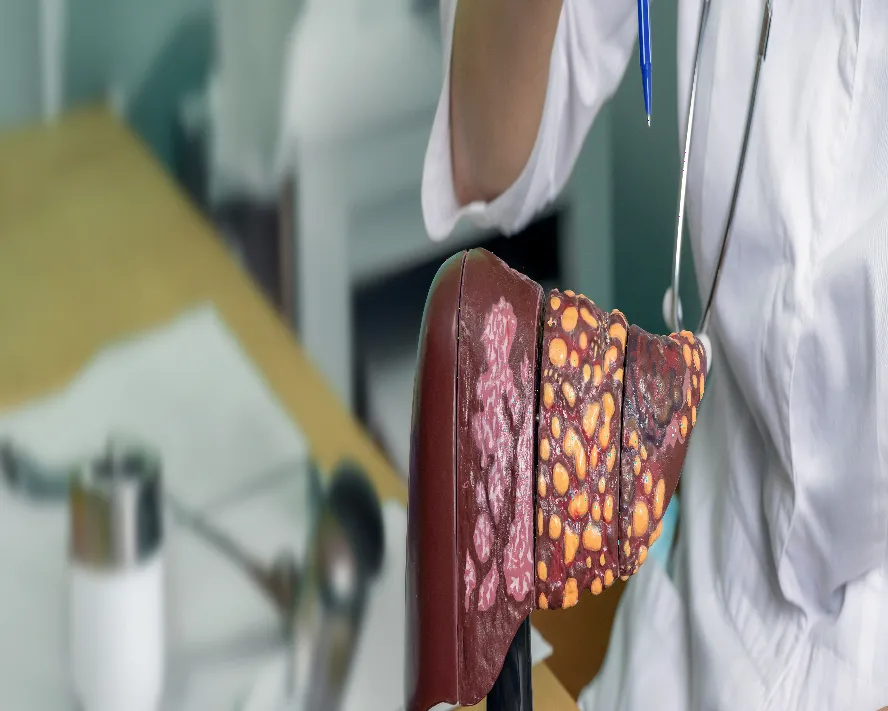 Karaciğer ve Görevleri Hakkında Her Şey