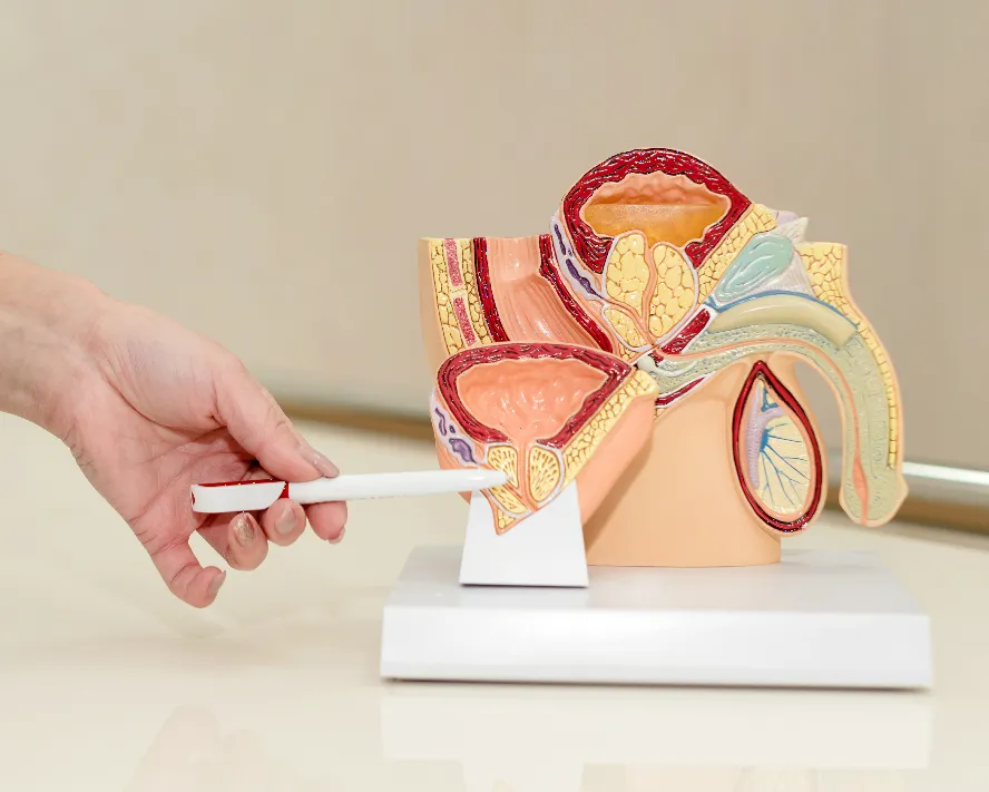 İyi Huylu Prostat Büyümesi (BPH) Nedir?